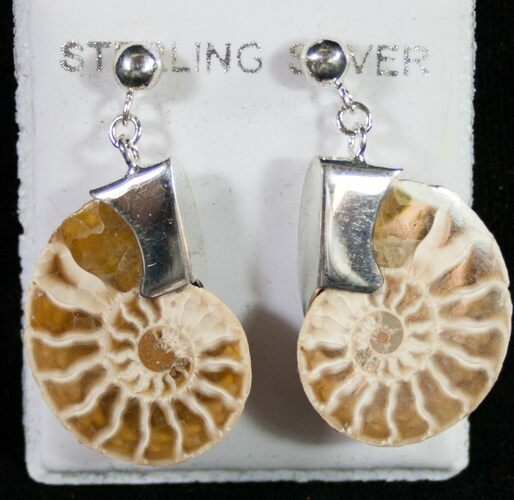 Polished Ammonite Earrings - Sterling Silver #9114
